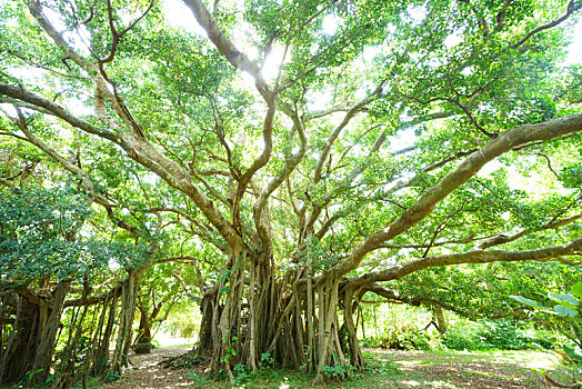 xố so mien bac