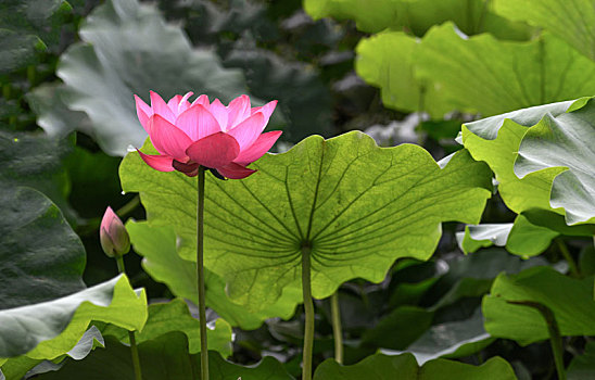 đánh số đề trên mạng