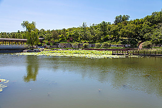 cau lo rong bach kim