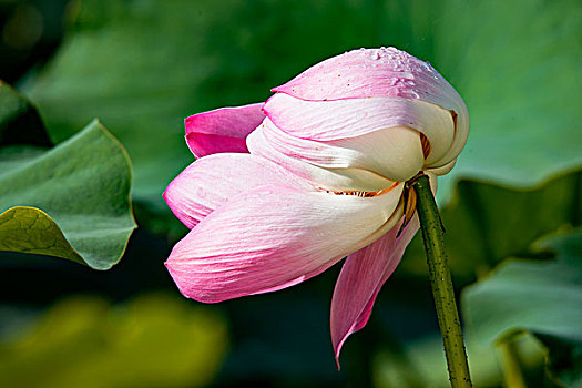 lô tô miền bắc