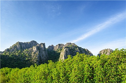 soi cau bach thu lo to